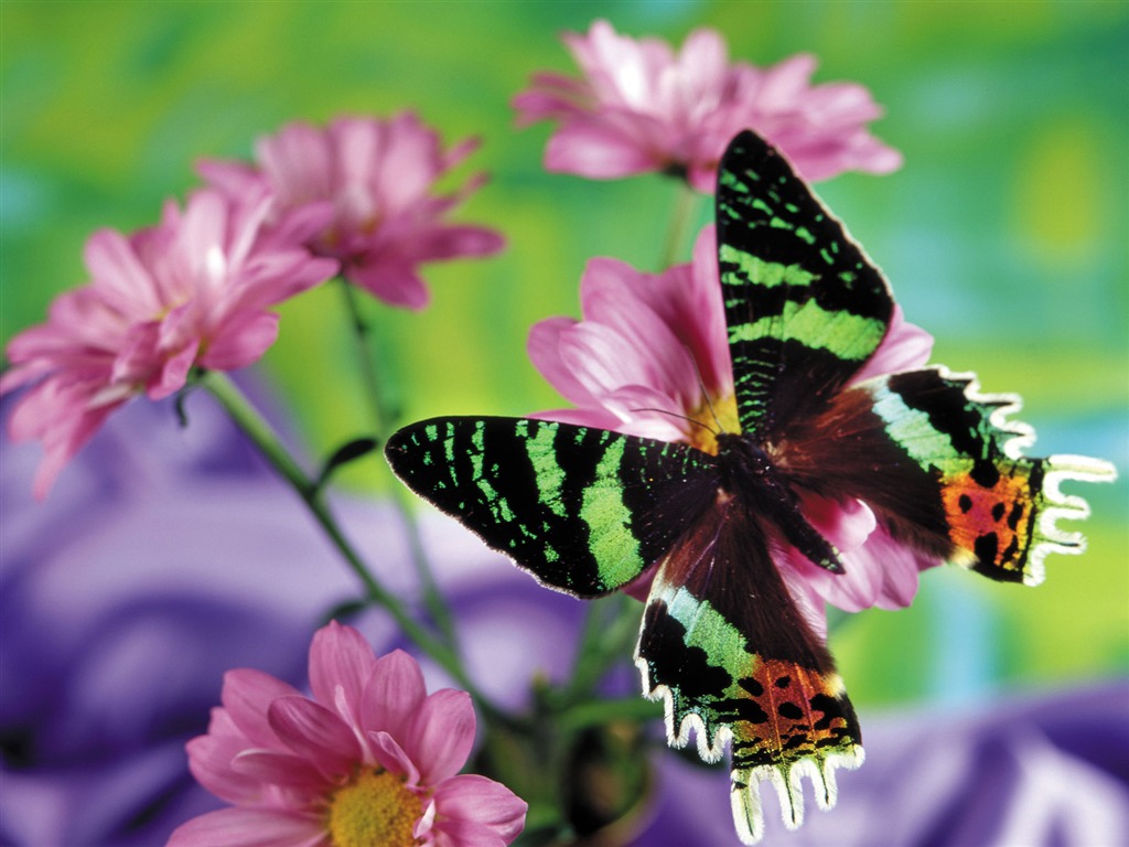 Las mariposas y las flores fondos de escritorio de disco (2) #2 - 1024x768