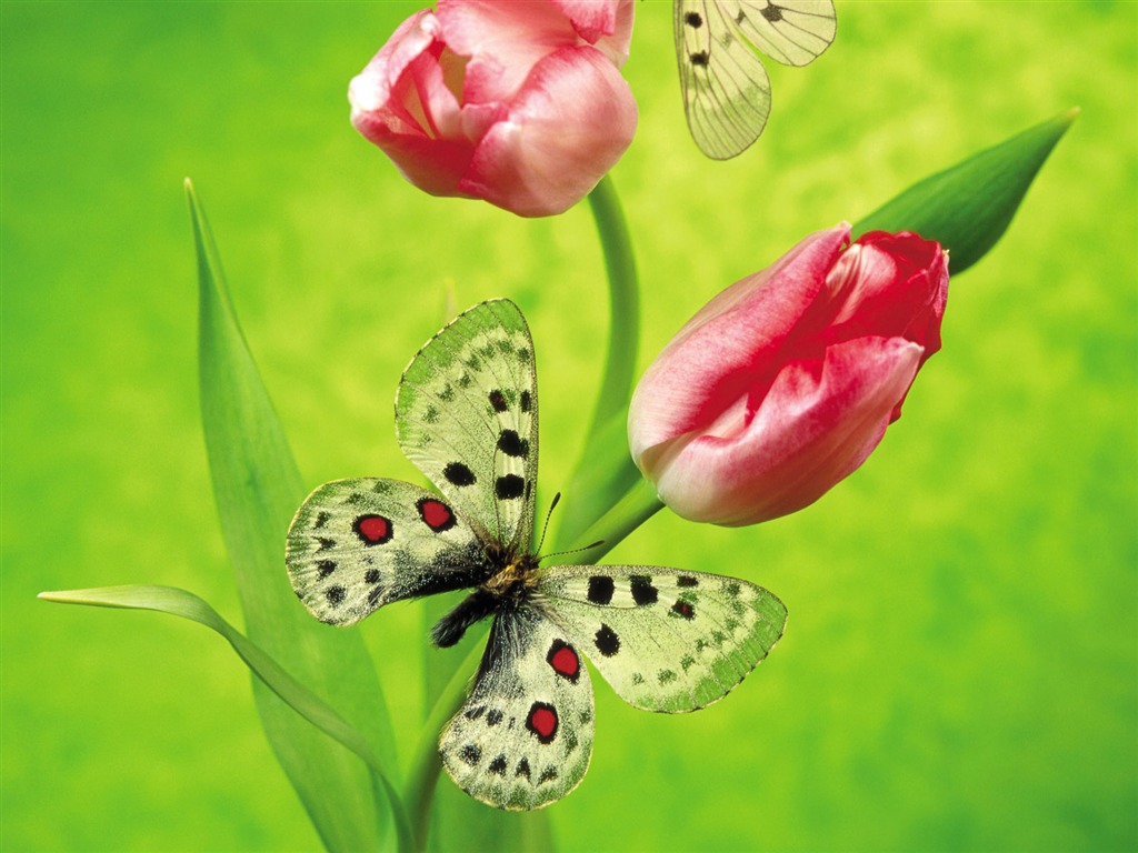 Schmetterlinge und Blumen Wallpaper Album (2) #4 - 1024x768