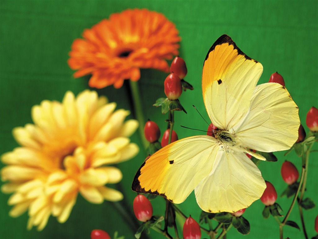 Butterflies and flowers wallpaper album (2) #5 - 1024x768