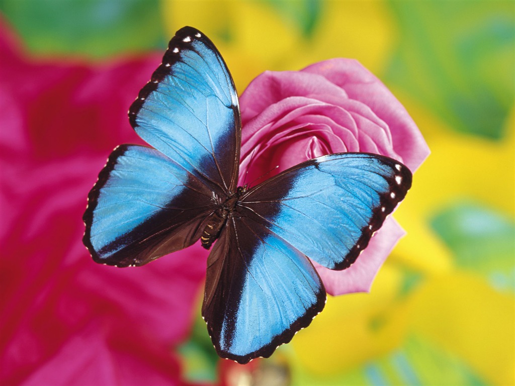 Las mariposas y las flores fondos de escritorio de disco (2) #8 - 1024x768