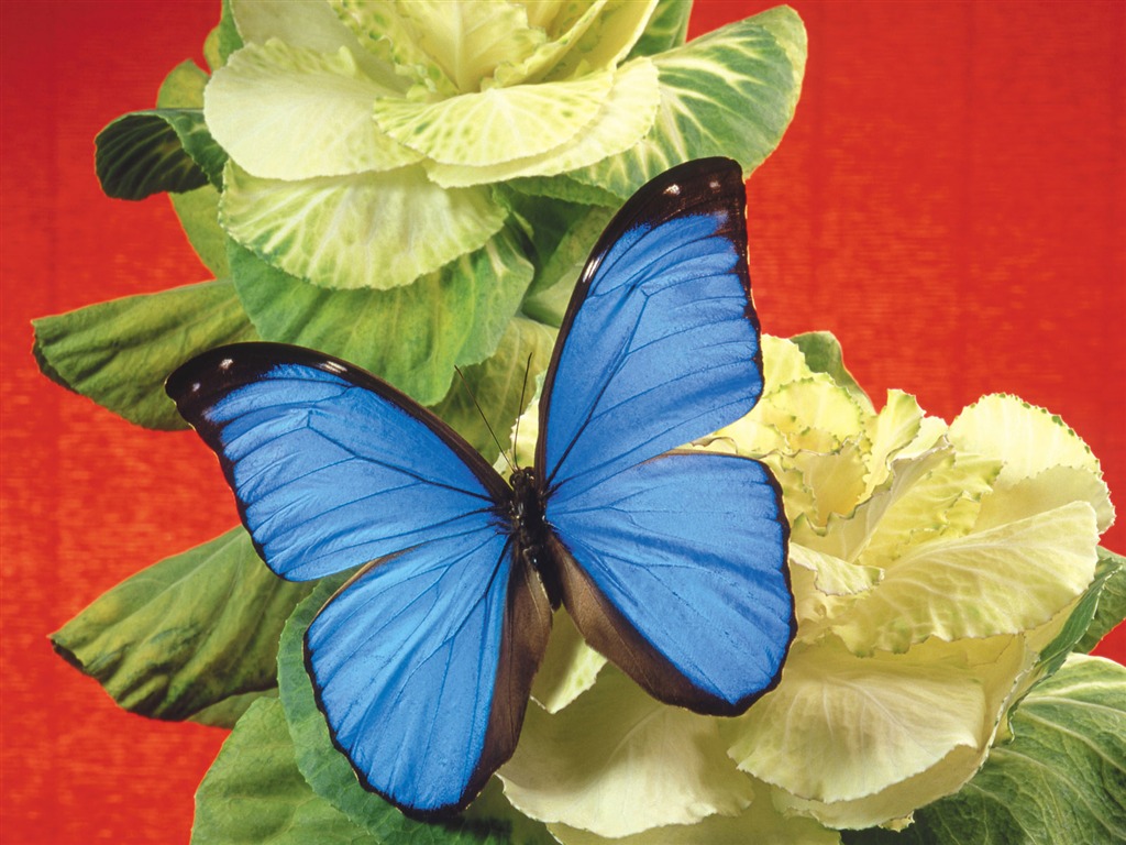 Schmetterlinge und Blumen Wallpaper Album (2) #9 - 1024x768