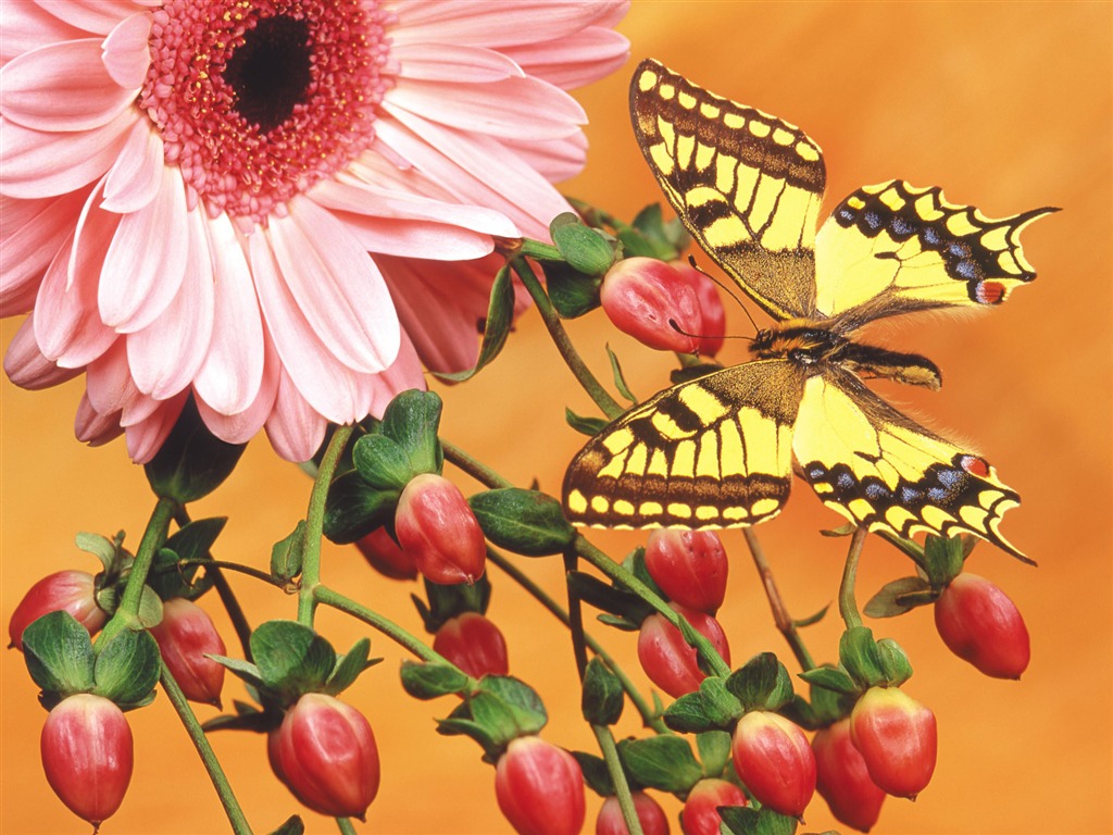 Las mariposas y las flores fondos de escritorio de disco (2) #11 - 1024x768