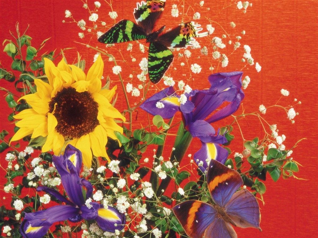 motýli a květiny tapety album (2) #17 - 1024x768