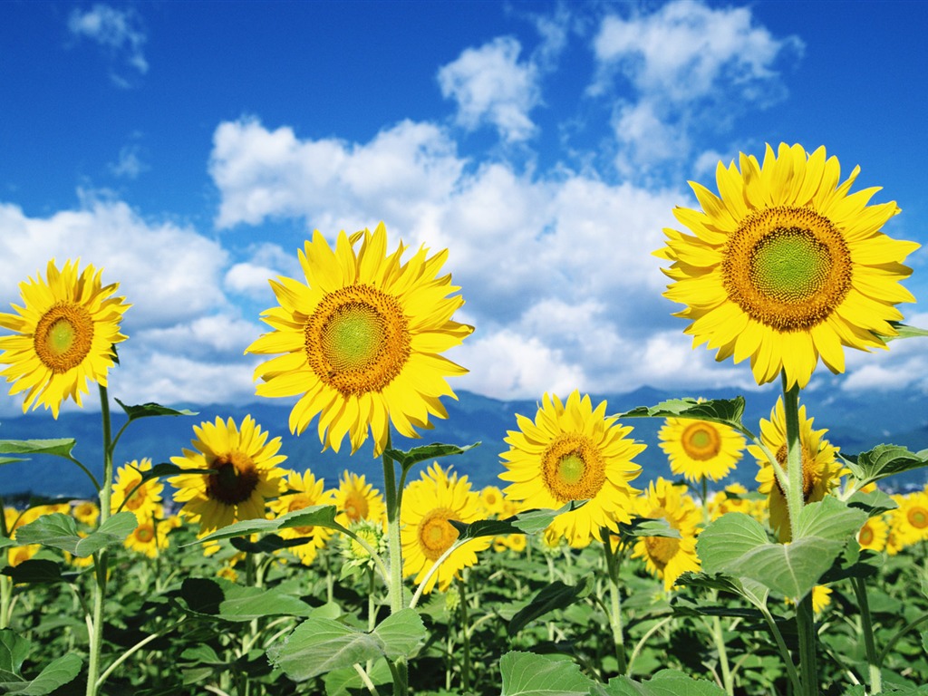 Blue sky sunflower Widescreen Wallpaper #1 - 1024x768