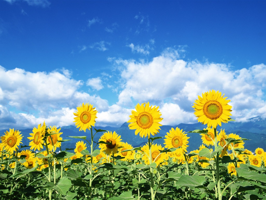 Blue sky sunflower Widescreen Wallpaper #3 - 1024x768