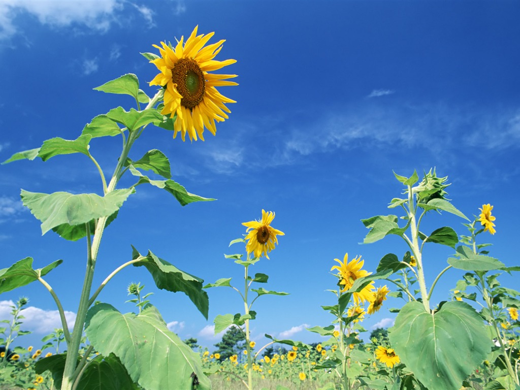 Blue sky sunflower Widescreen Wallpaper #12 - 1024x768
