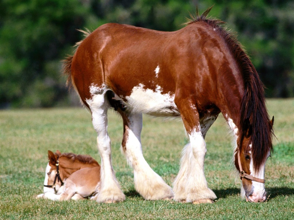 Fondo de pantalla de fotos de caballos (2) #6 - 1024x768