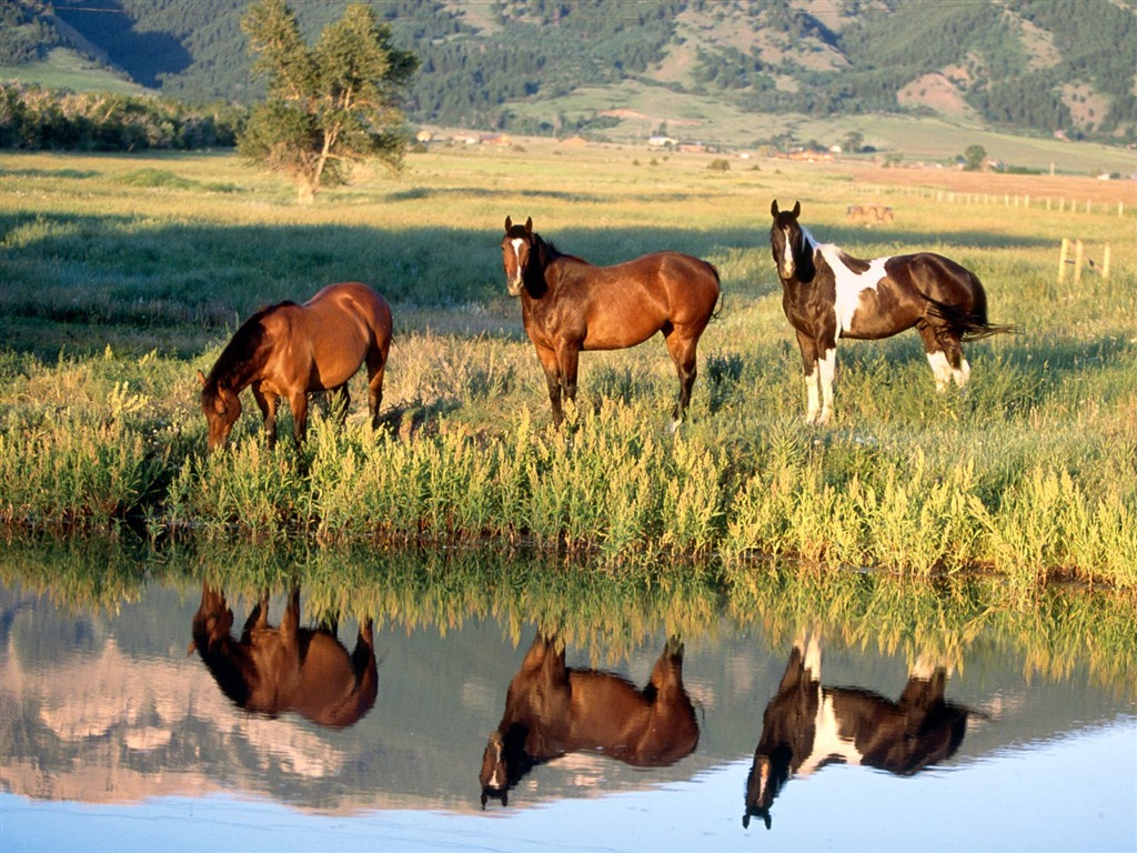 Fondo de pantalla de fotos de caballos (2) #9 - 1024x768