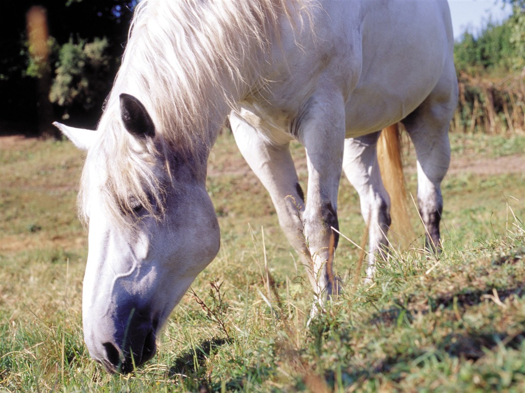 Fond d'écran photo cheval (3) #10 - 1024x768