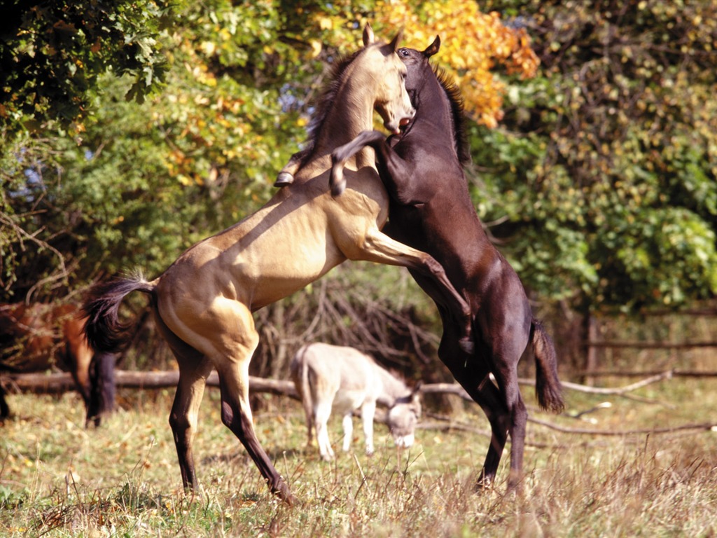 Horse Fondos de fotos (4) #6 - 1024x768