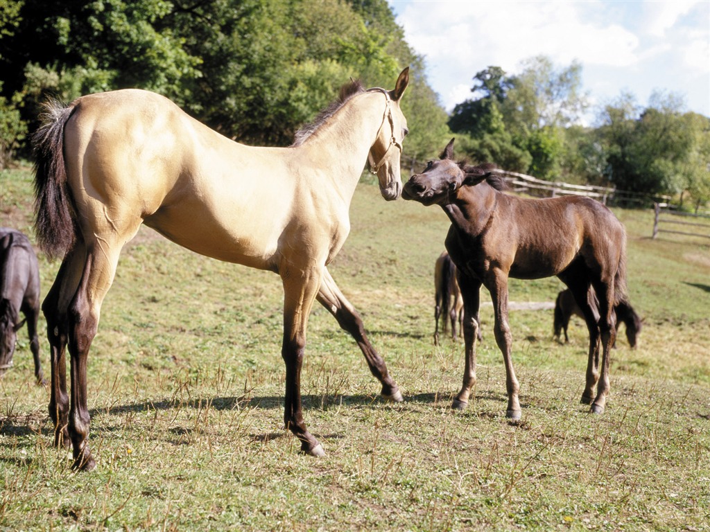 Horse Wallpaper Foto (4) #11 - 1024x768