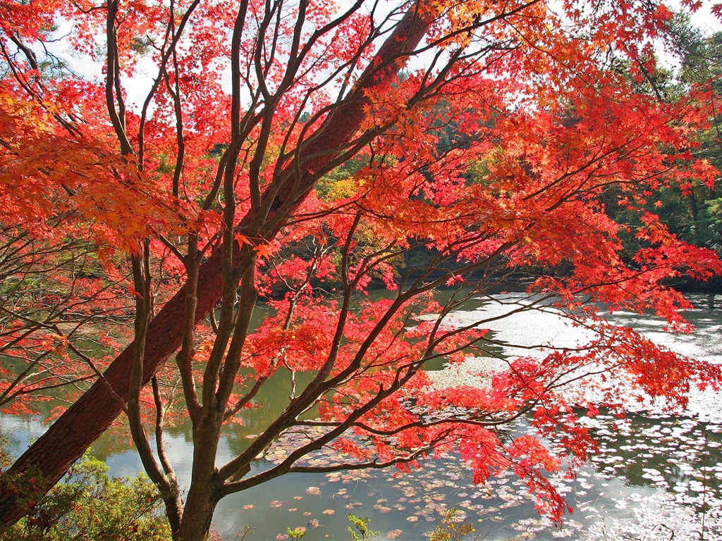 枫叶满天 壁纸(三)20 - 1024x768