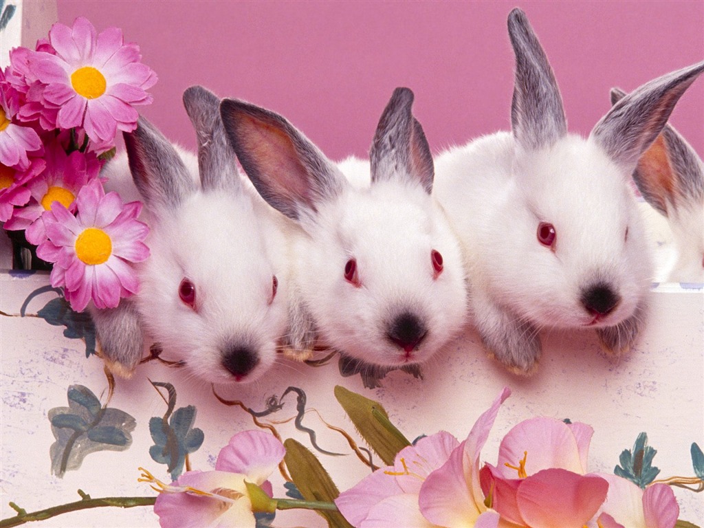 Rabbit Photo Wallpaper (1) #22 - 1024x768