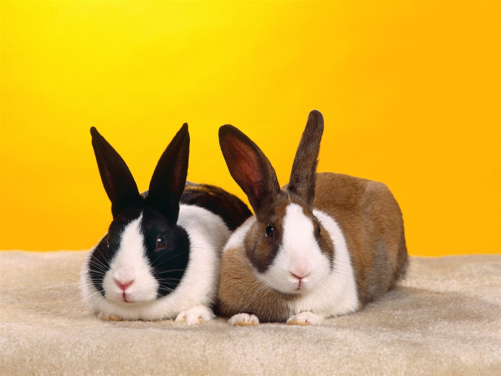 Rabbit Photo Wallpaper (1) #23 - 1024x768