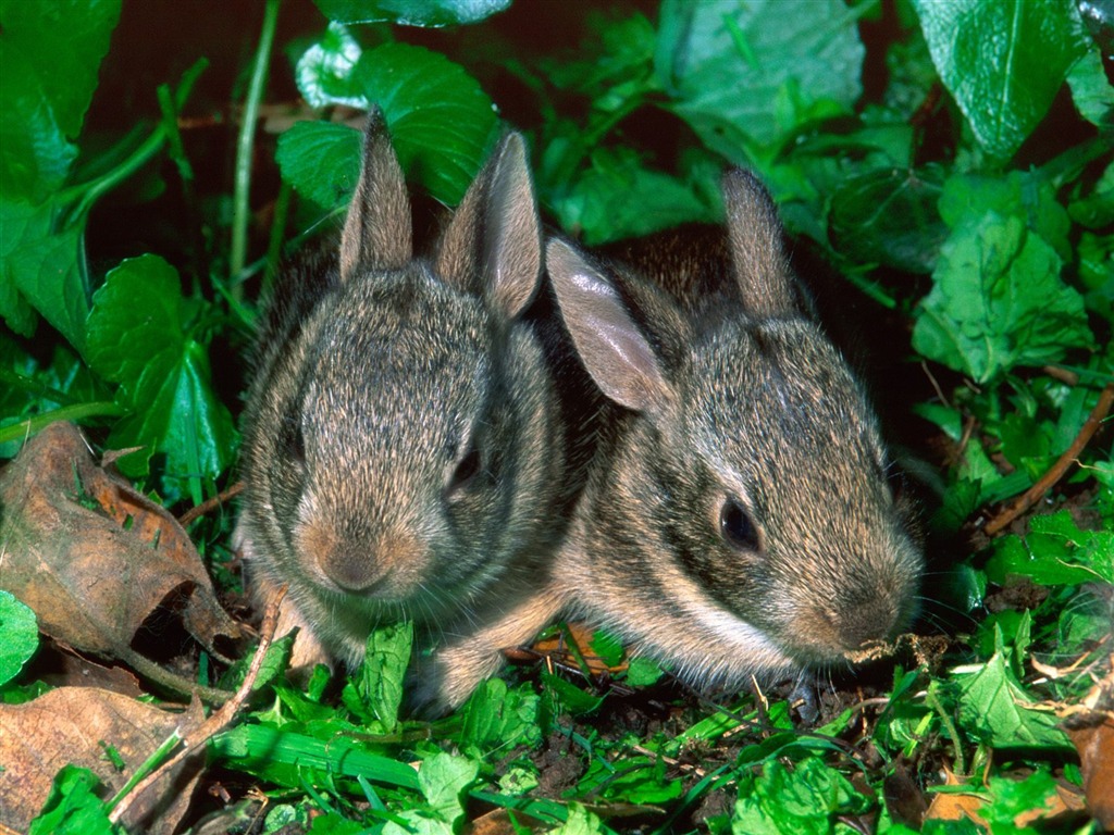 Fond d'écran Photo lapin (1) #26 - 1024x768