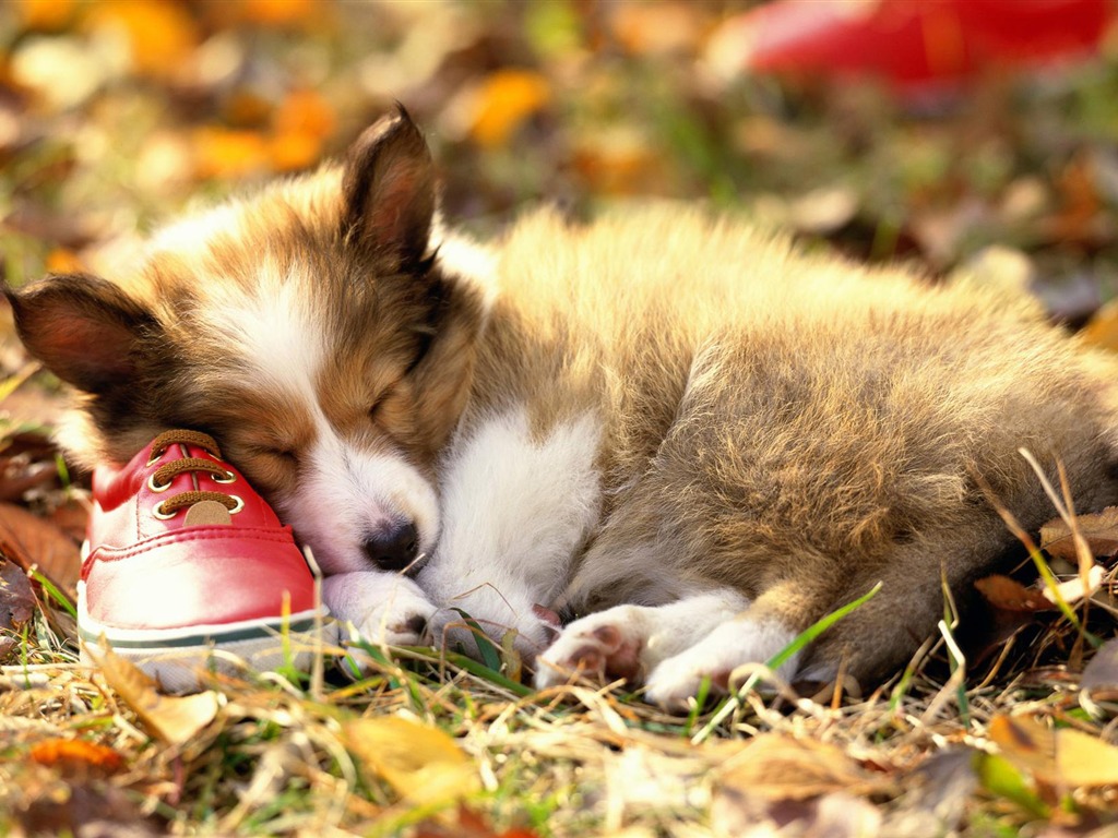 Puppy Foto HD Tapety na plochu (3) #14 - 1024x768