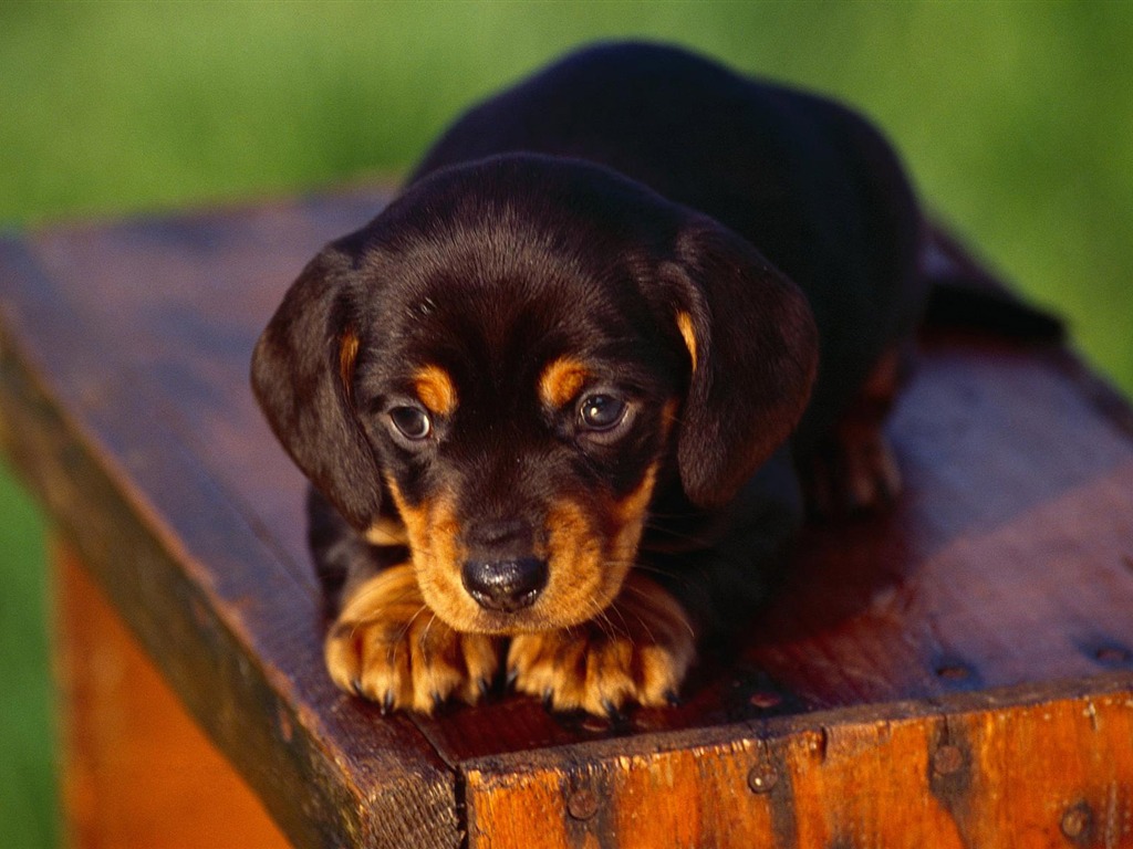 Puppy Photo HD wallpapers (3) #19 - 1024x768