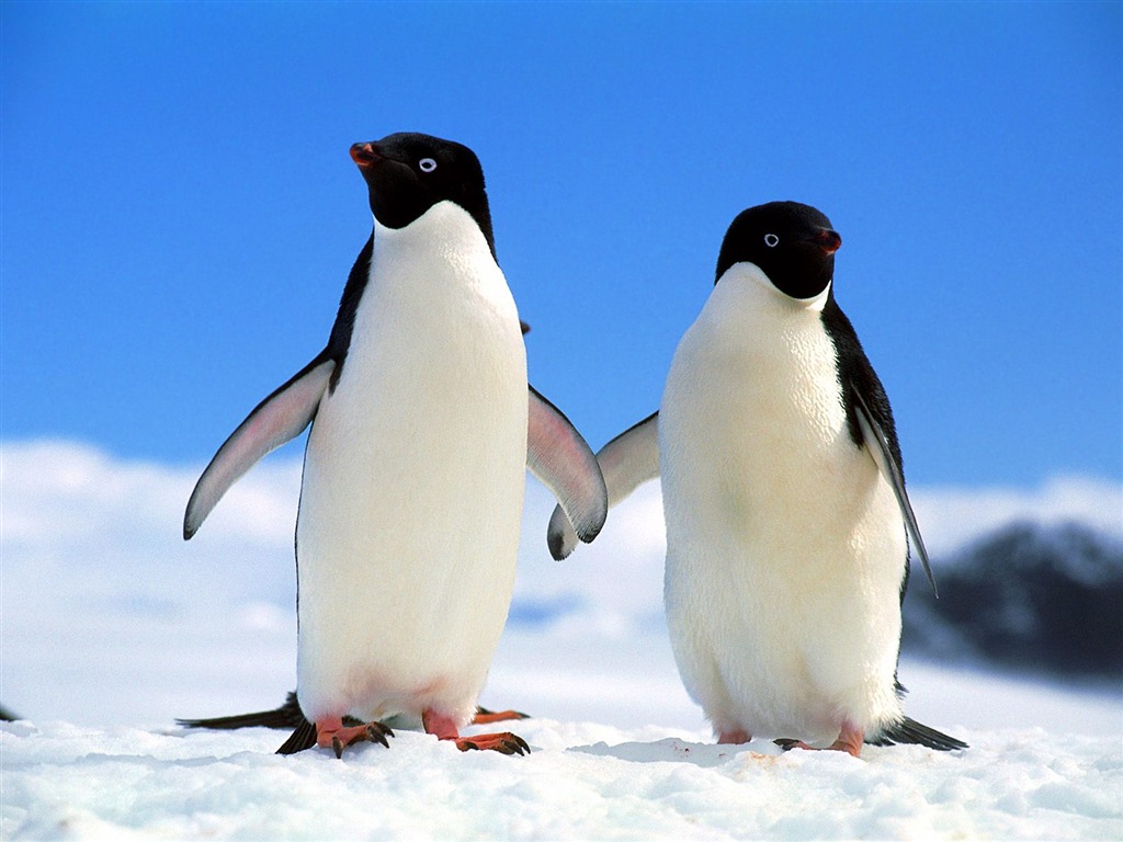 Пингвин Фото обои #1 - 1024x768