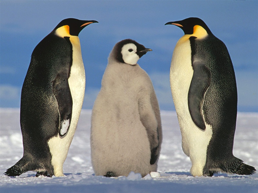 Пингвин Фото обои #2 - 1024x768