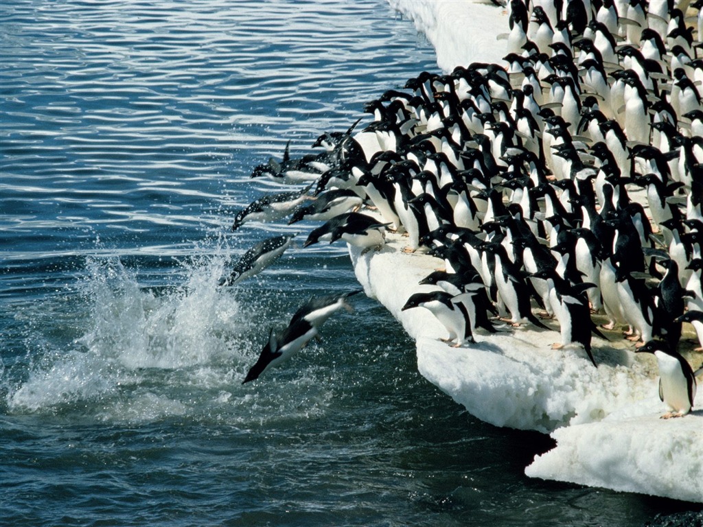 ペンギン写真の壁紙 #3 - 1024x768