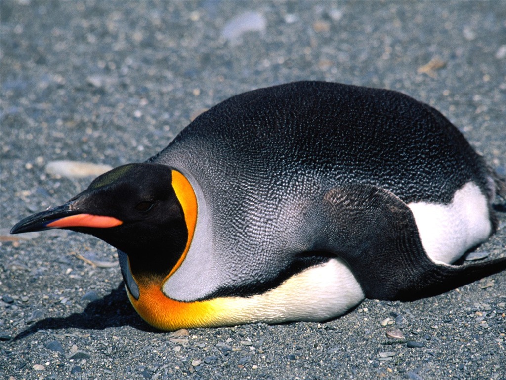 Penguin Foto Wallpaper #9 - 1024x768