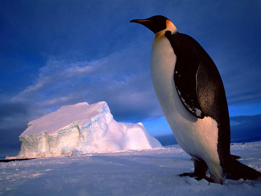 Пингвин Фото обои #12 - 1024x768