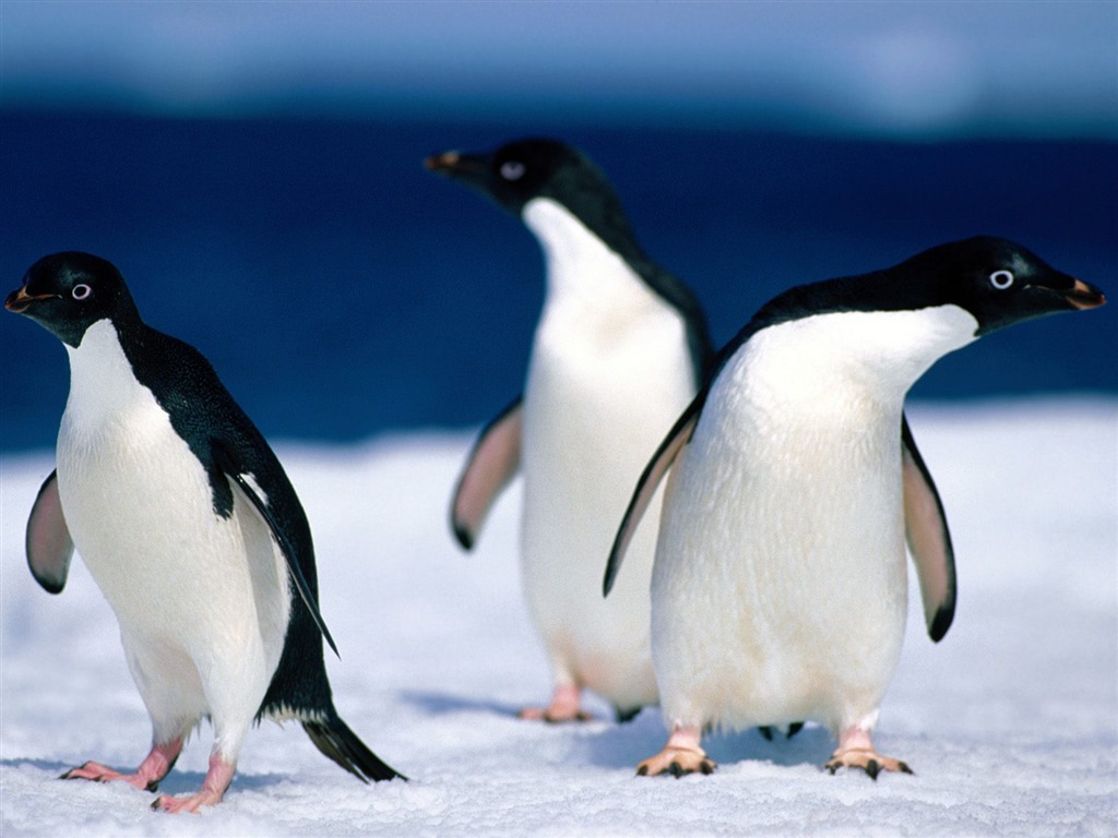 Penguin Fondos de Fotografía #13 - 1024x768