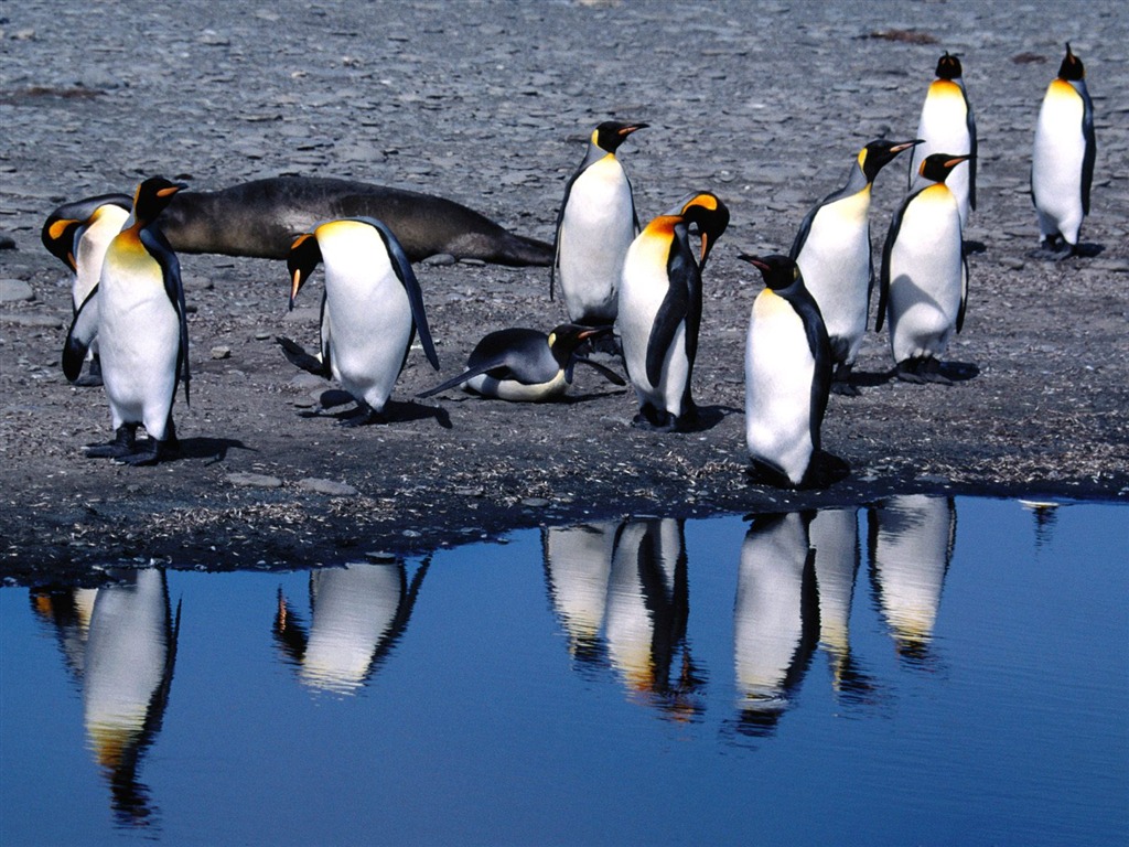Penguin Fondos de Fotografía #15 - 1024x768