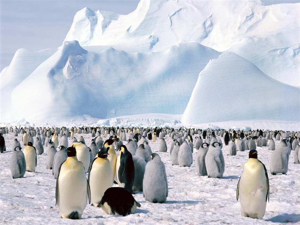 企鹅写真壁纸16 - 1024x768