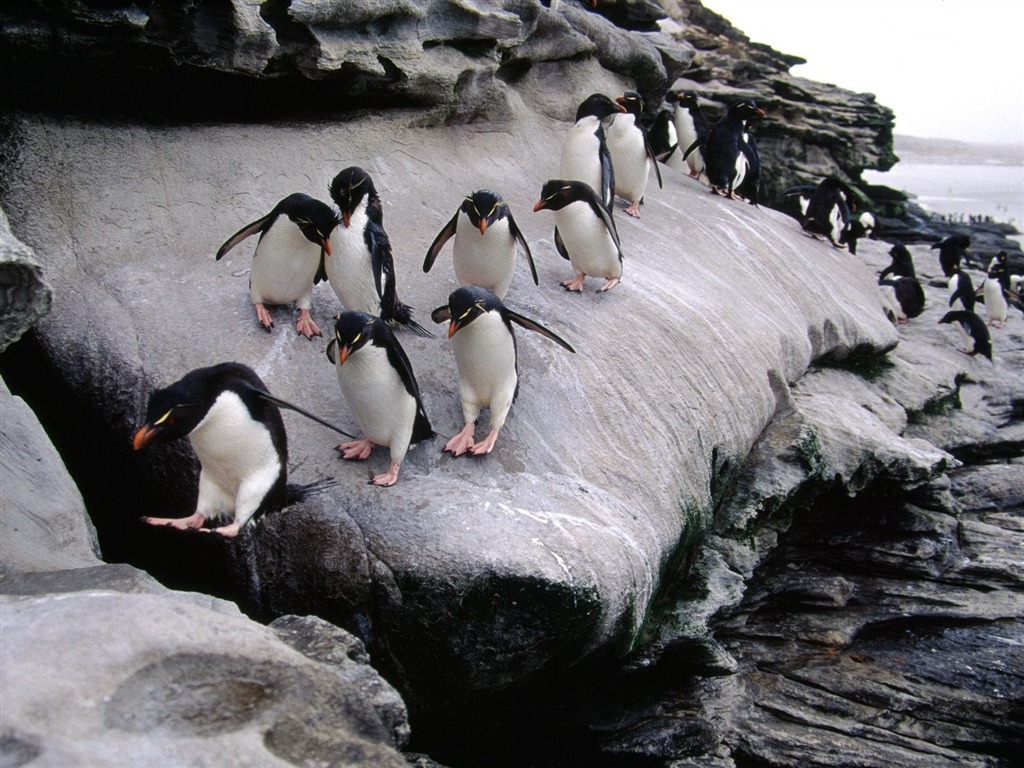 Penguin Fondos de Fotografía #24 - 1024x768