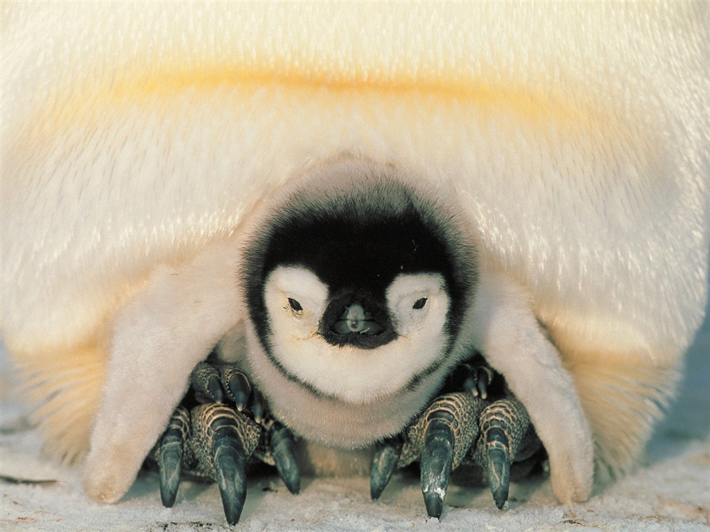 Penguin Photo Wallpaper #29 - 1024x768