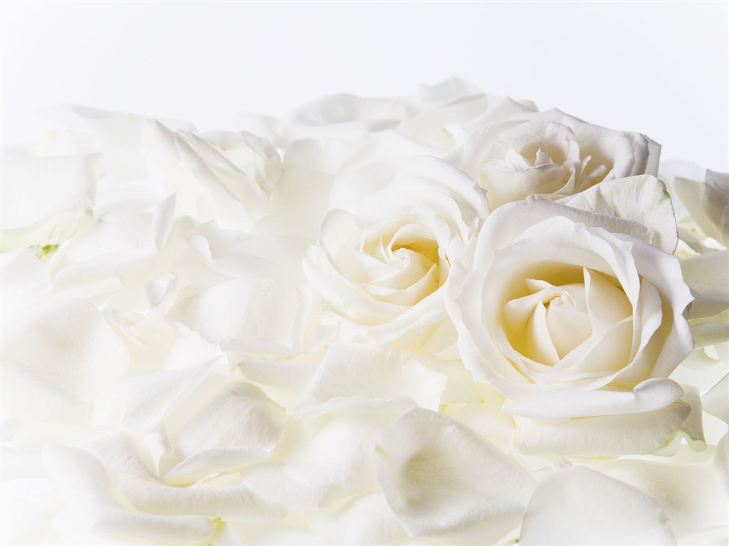 結婚式の花の壁紙(4) #14 - 1024x768