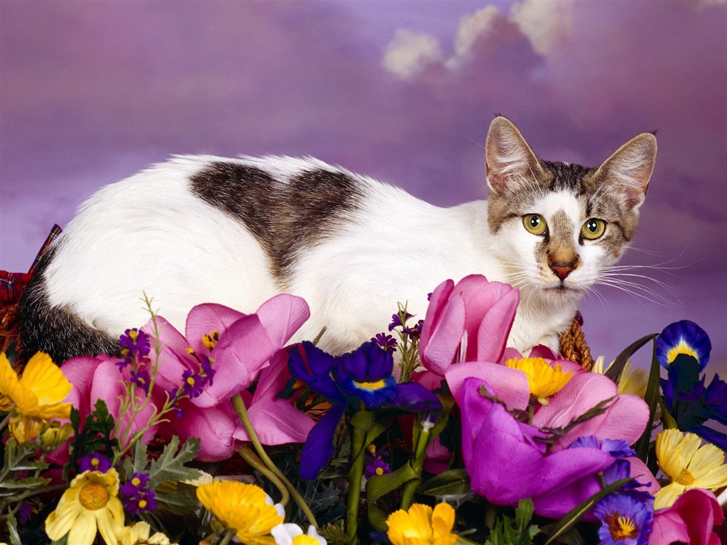 1600 Cat Photo Wallpaper (1) #18 - 1024x768