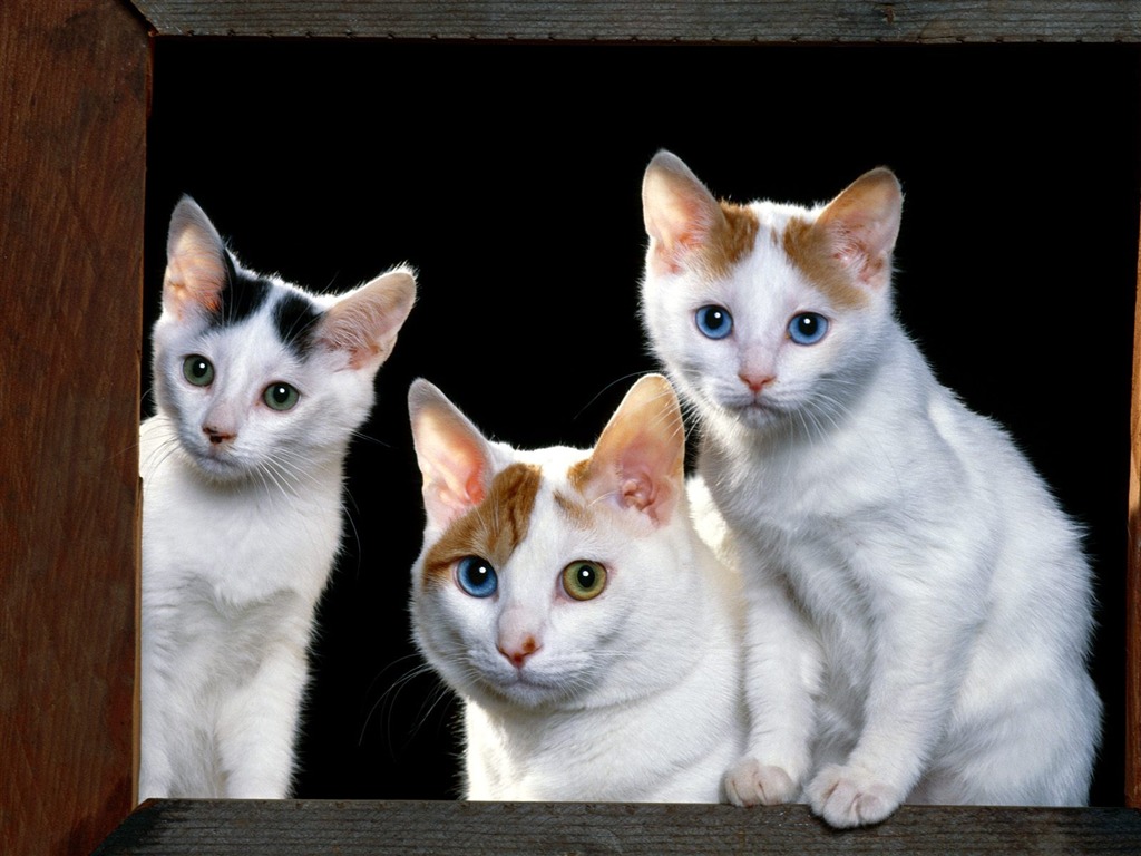 1600 Cat Photo Wallpaper (1) #19 - 1024x768