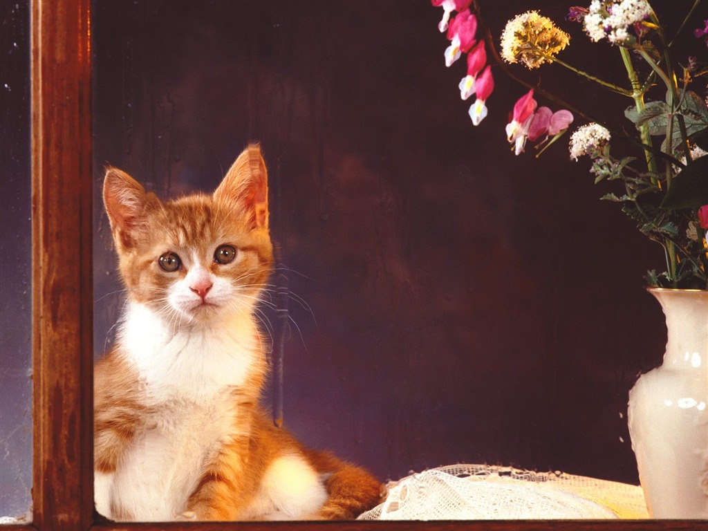 1600 Cat Photo Wallpaper (2) #7 - 1024x768