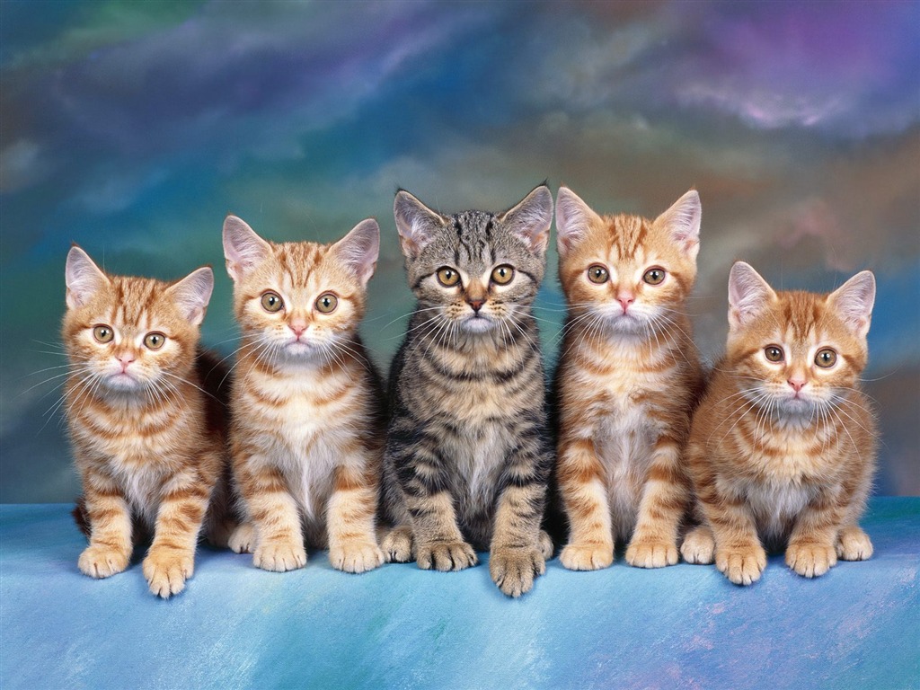 1600猫咪写真 壁纸(二)20 - 1024x768
