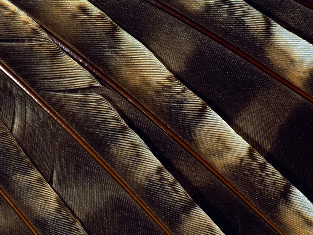 화려한 깃털 날개 클로즈업 벽지 (1) #4 - 1024x768