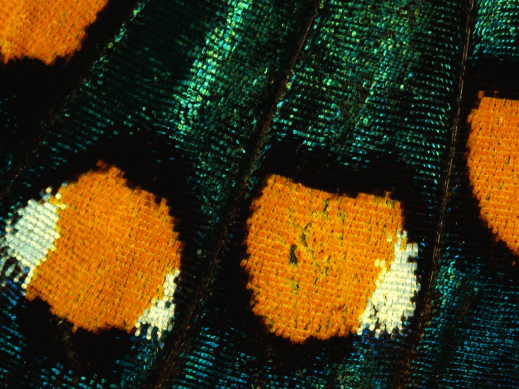 barevné peří křídla close-up tapety (1) #6 - 1024x768