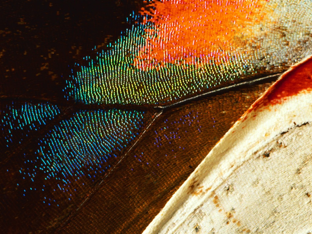 ailes de plumes colorées fond d'écran en gros plan (1) #7 - 1024x768