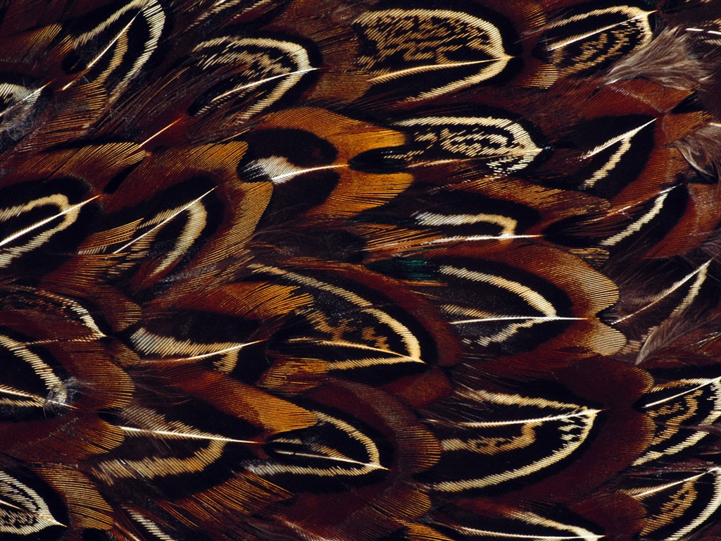 barevné peří křídla close-up tapety (1) #13 - 1024x768