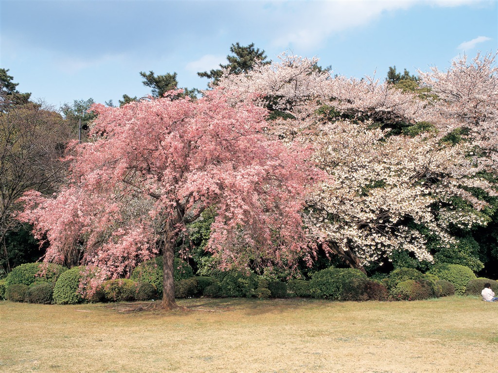 South Korea's natural beauty #14 - 1024x768