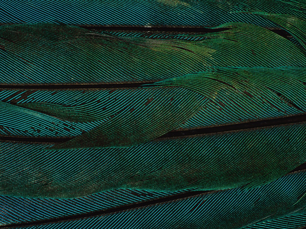 년 화려한 깃털 날개 클로즈업 벽지 (2) #10 - 1024x768