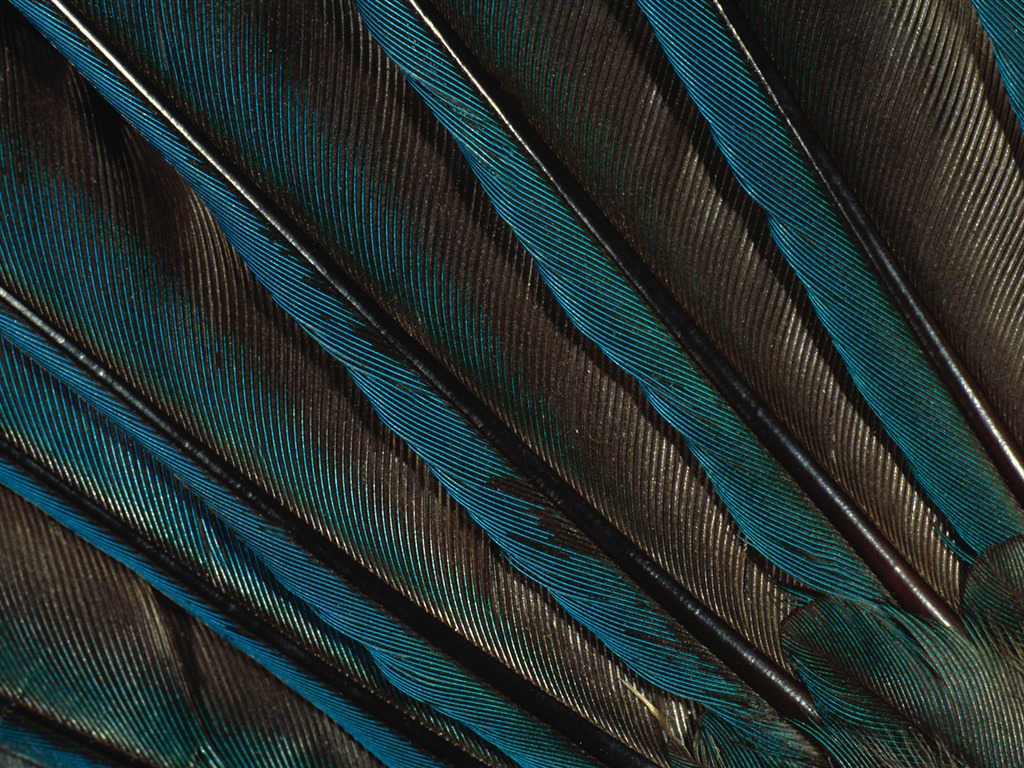 Цветной крыльев перо макро обои (2) #14 - 1024x768