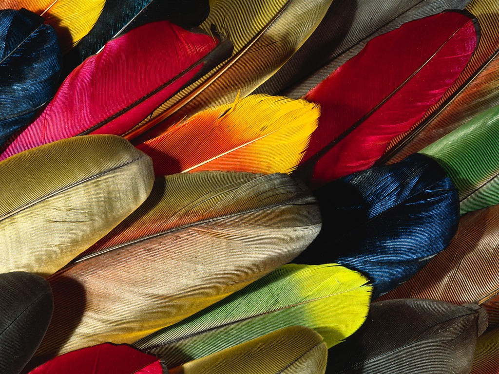 ailes de plumes colorées wallpaper close-up (2) #1 - 1024x768