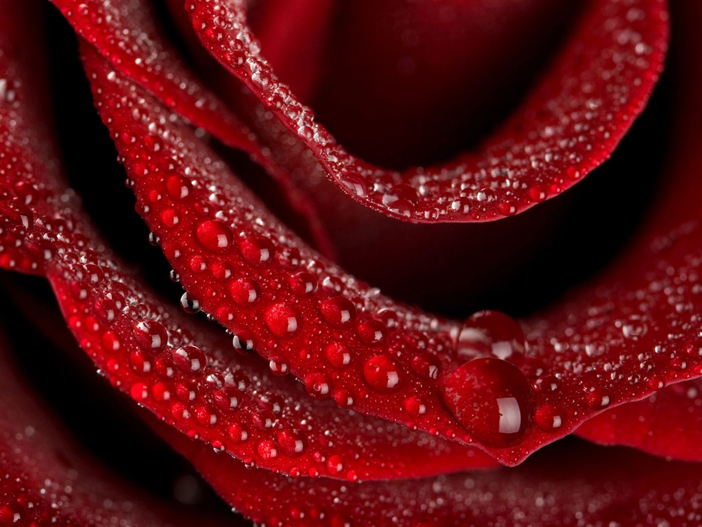 Large Rose Photo Wallpaper (4) #19 - 1024x768