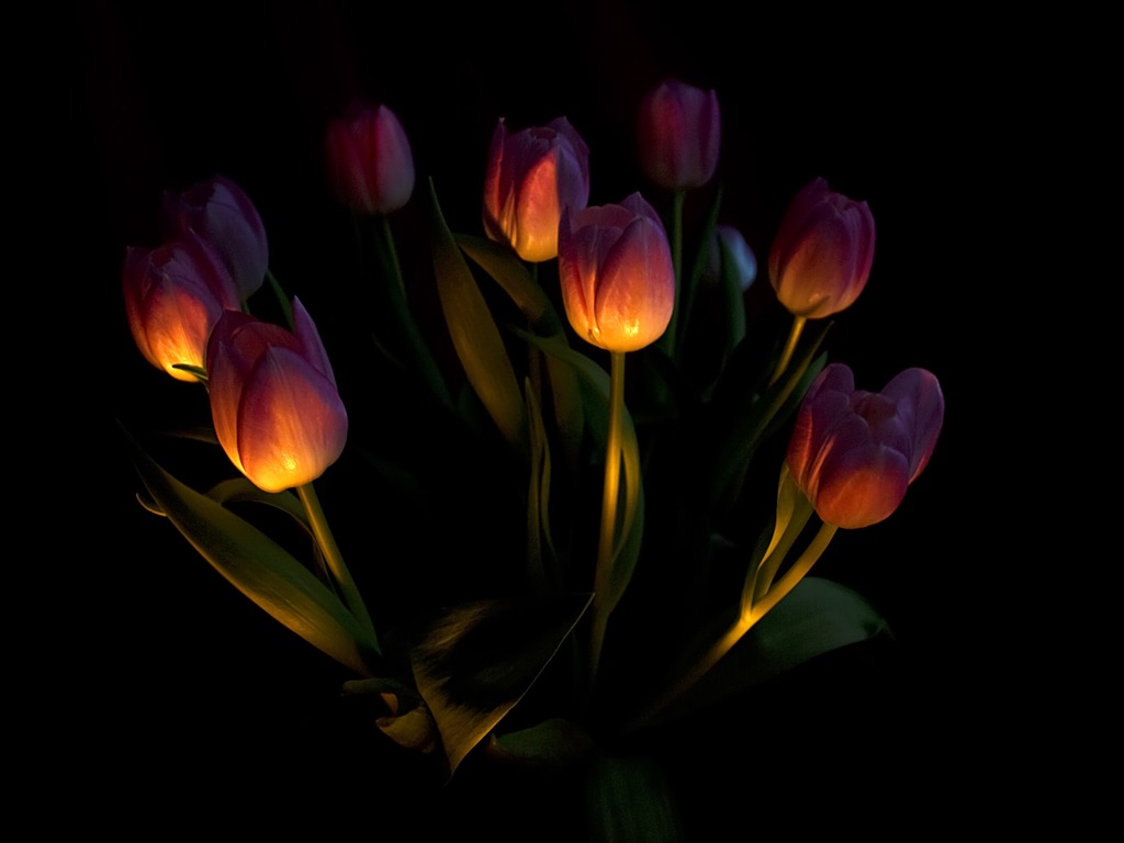 Velký tulipán tapety (1) #2 - 1024x768