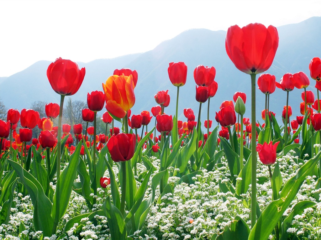 Velký tulipán tapety (1) #6 - 1024x768