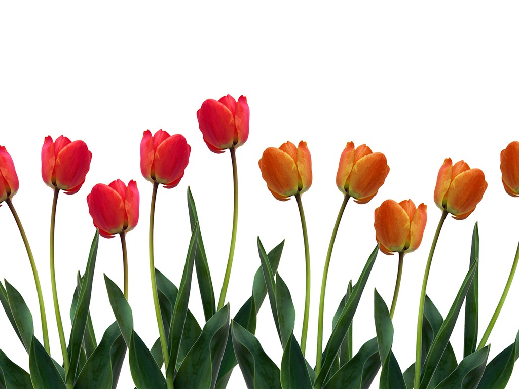 Velký tulipán tapety (1) #8 - 1024x768