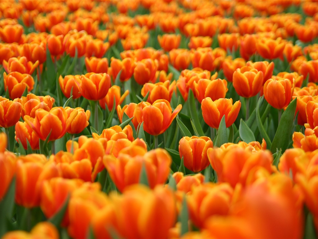 Velký tulipán tapety (1) #11 - 1024x768