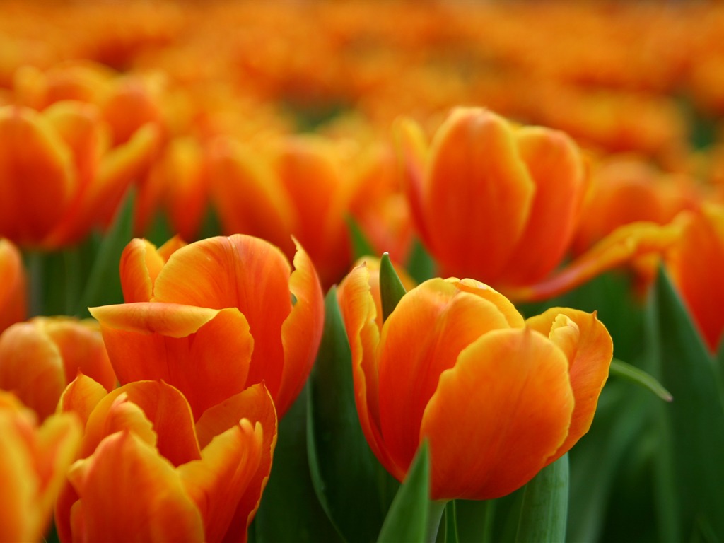 Velký tulipán tapety (1) #12 - 1024x768
